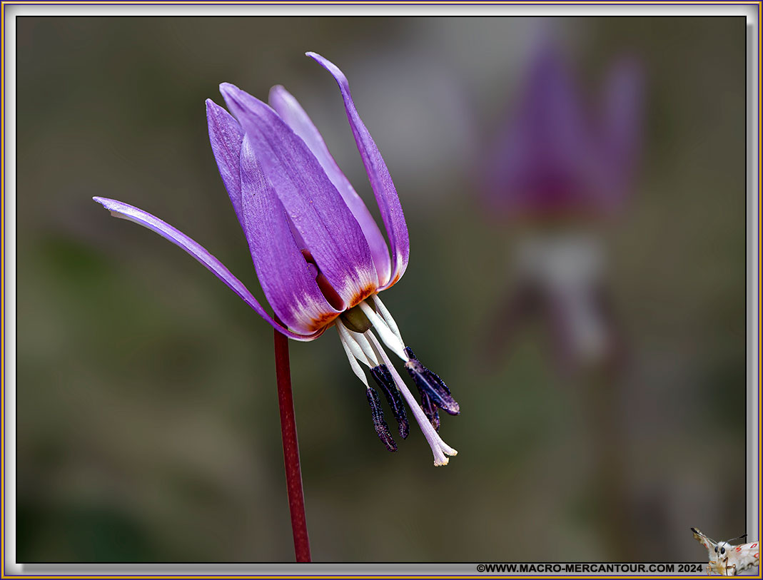 Erythrone dent de chien